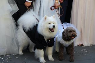 White fluffy dog in black suit and brown dog in white dress at wedding