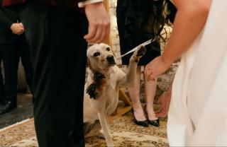 Pet dog offering her paw to bride during marriage ceremony