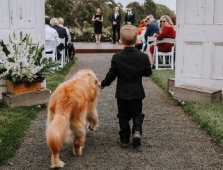 Young boy in suit walking down the aisle with golden retriever dog, shot from behind